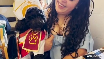 Habemus puppy: il cane Romeo vestito da papa fa sorridere