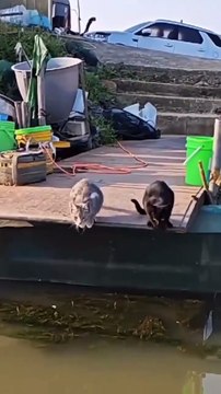 Animals love 😘 animal new viral funny video 😂 cats lovers 😻#shorts #shortvideos #funnyvideos #viralshorts #viralvideos #comedy #foryou