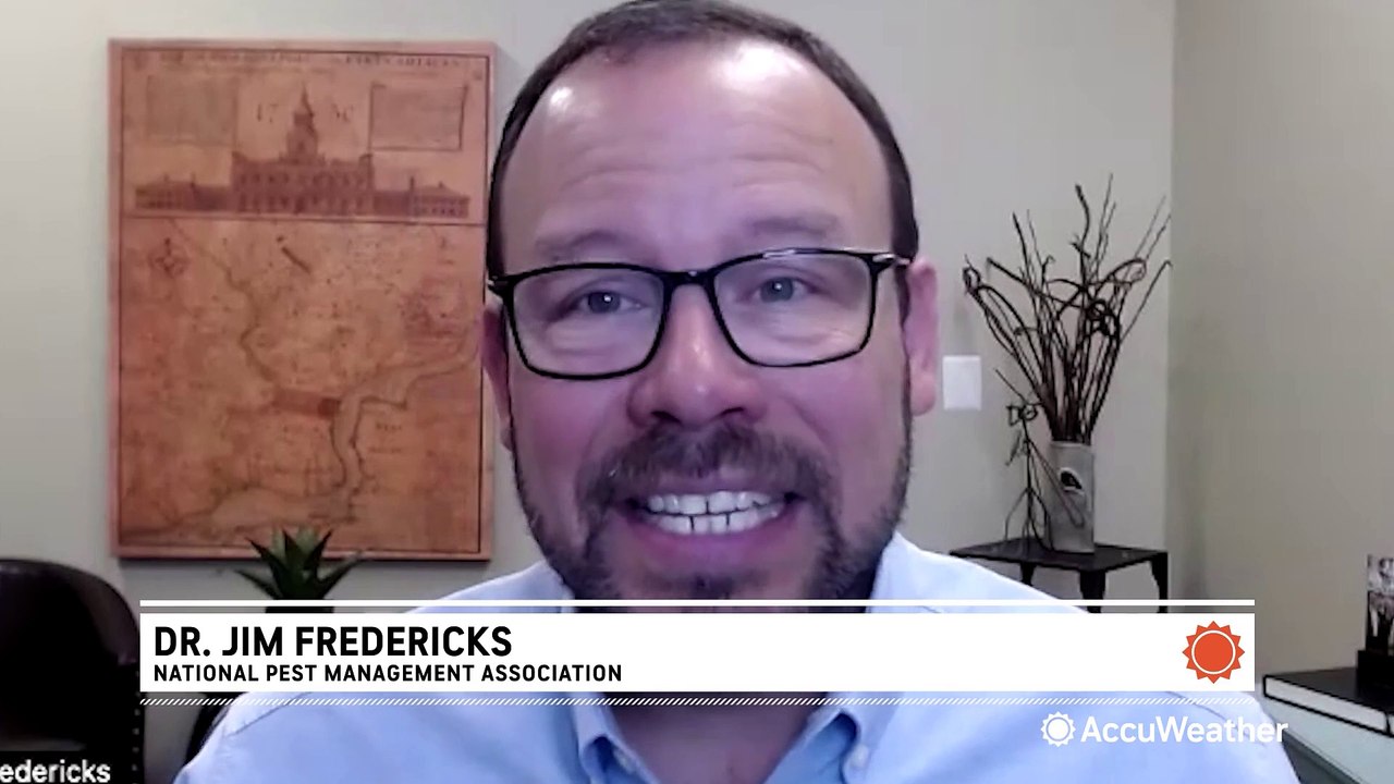 Indoor pests could worsen your allergies