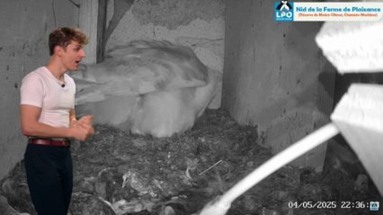 La chouette effraie, un redoutable chasseur