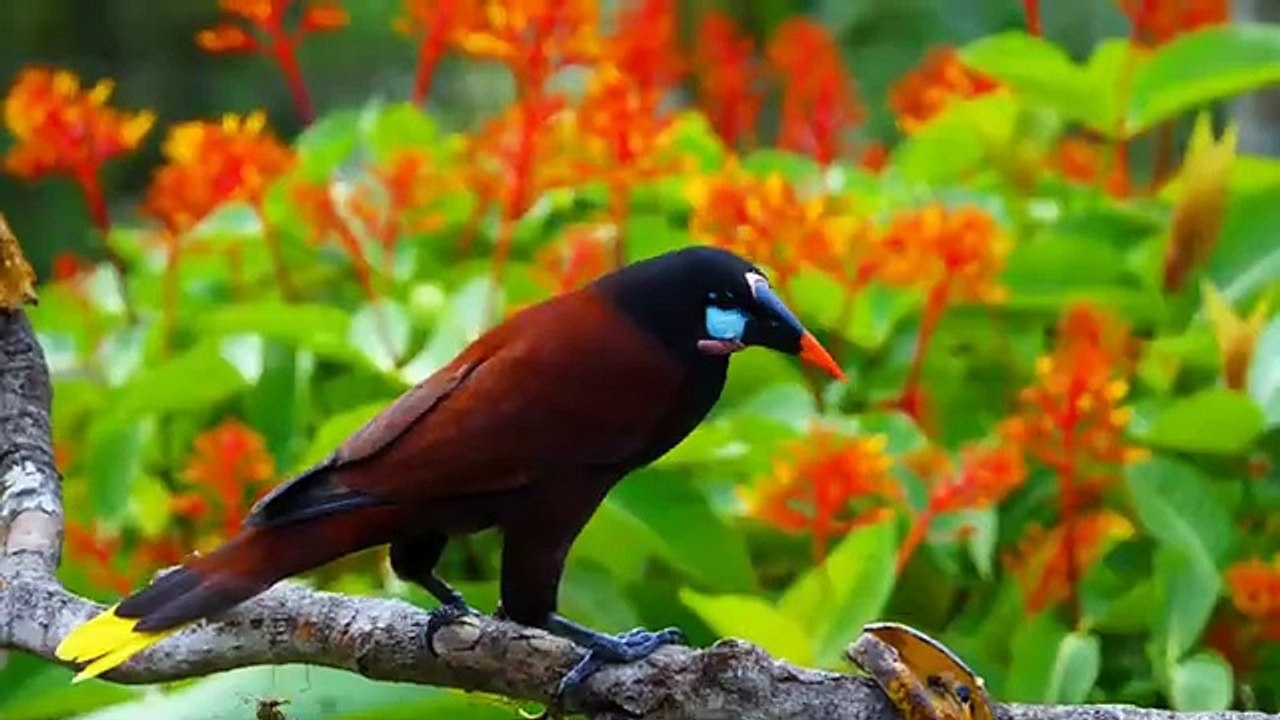 8K Video Ultra HD 120 - Best of Dolby Vision 8K 120fps