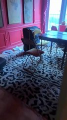 José Castelo Branco