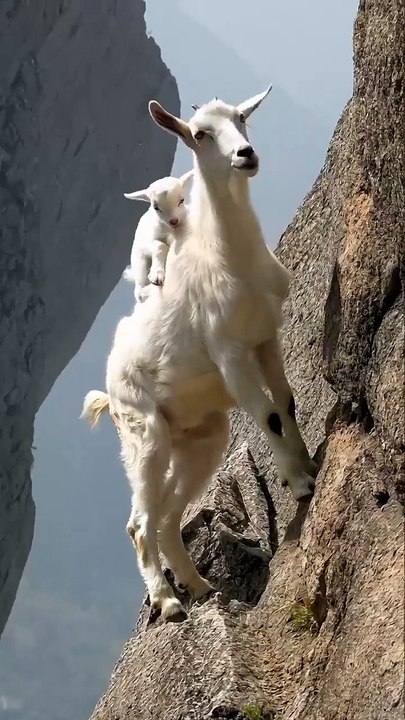 Baby Goat’s Wild Cliffside Play with Mom! #GoatJump #FunnyAnimals #NatureShorts
