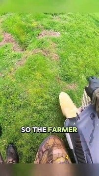 Rabbits Took Over and Wrecked the Entire Farm #animals #wildlife #help #rabbits #shorts