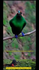 several types of exotic endemic birds with their distinctive sounds