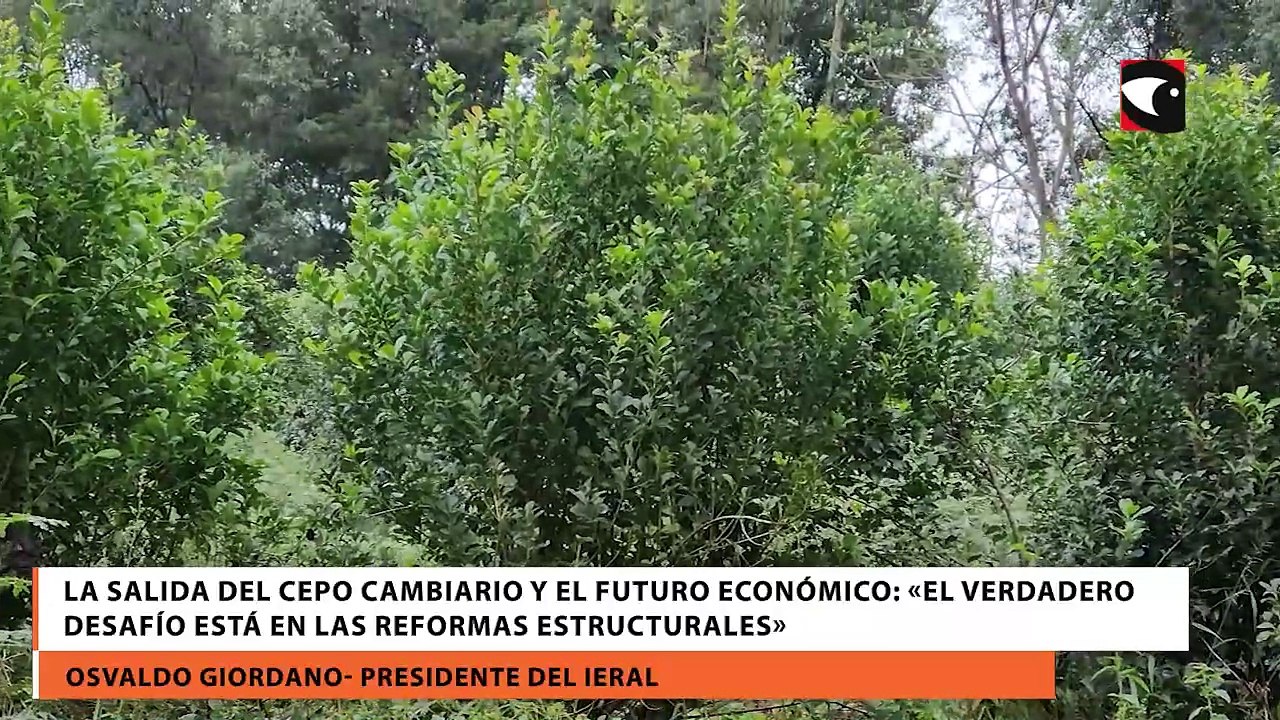 La salida del cepo cambiario y el futuro económico: «El verdadero desafío está en las reformas estructurales»