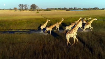 Big Beasts - Maestose creature | show | 2023 | Official Trailer