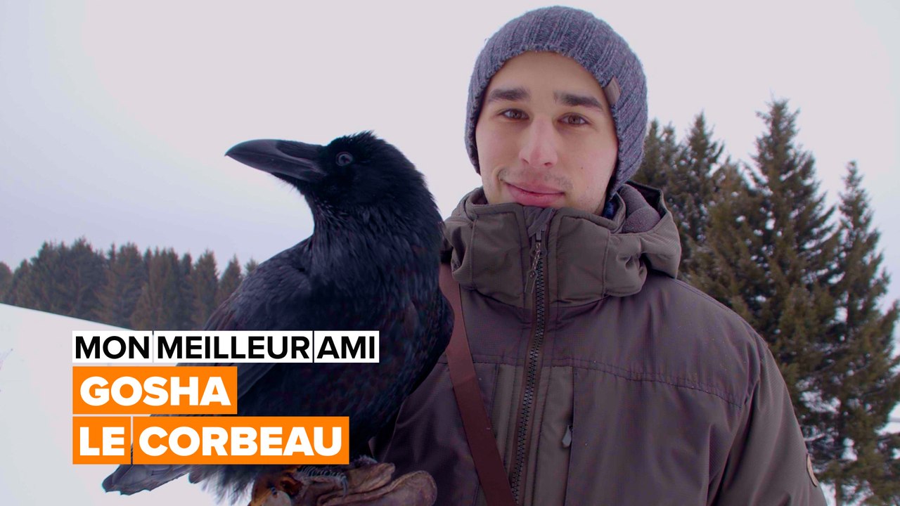 Mon meilleur ami : le corbeau