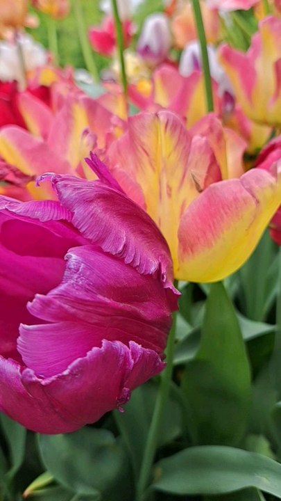 Blütenfest in Biesdorf