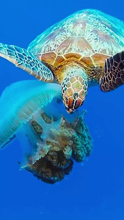 Wonders of Undersea