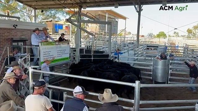 Northern weaner sale offers sneak peak into long-awaited upgrades