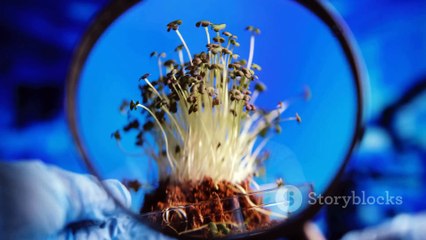 ANTS HAVE GREAT KNOWLEDGE