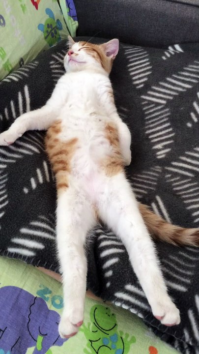 Cat sleeping