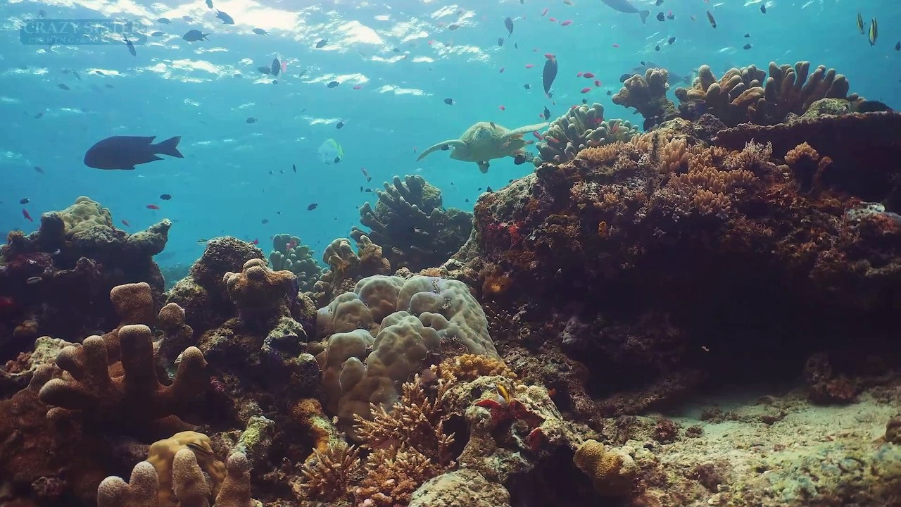 See Dolphins Like Never Before on a Sunset Cruise in Murrells Inlet