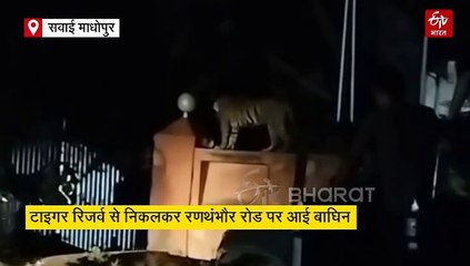 कैफे की दीवार पर चहलकदमी करती नजर आई बाघिन, गार्डन में घूमने के बाद वापस लौटी