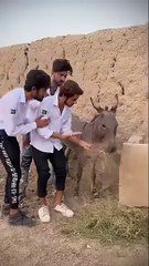 Billu_dgk_funny_tiktok_#shorts_#tiktok_#billudgk(360p)