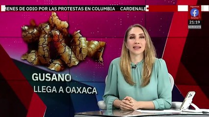Gusano barrenador llega a Oaxaca y desata preocupación en autoridades