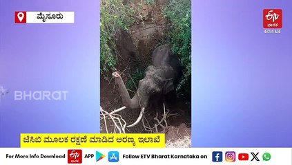 ಮೈಸೂರು: ಆಳವಾದ ಗುಂಡಿಗೆ ಬಿದ್ದ ಗಜರಾಜ: ಜೆಸಿಬಿ ಮೂಲಕ ರಕ್ಷಣೆ ಮಾಡಿದ ಅರಣ್ಯ ಇಲಾಖೆ