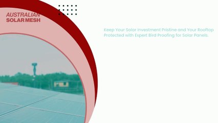 Silent Sentinels Above - Why Bird Proofing Solar Panels Is a Rooftop Necessity, Not a Luxury