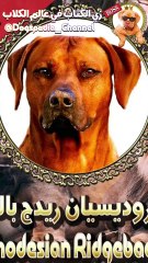 روديسيان ريدچباك rhodesian ridgeback