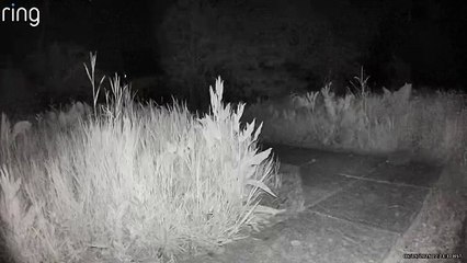 Hedgehogs filmed foraging outside the Forest of Dean Hedgehog Rescue centre