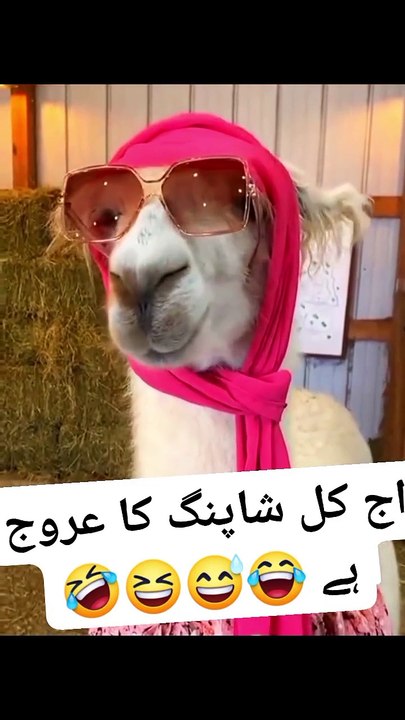 Very funy