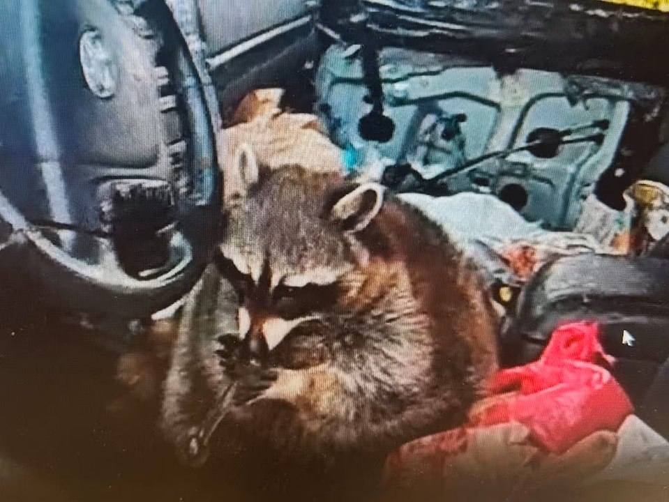 Polizei erwischt waschbären mit meth-pfeife am steuer