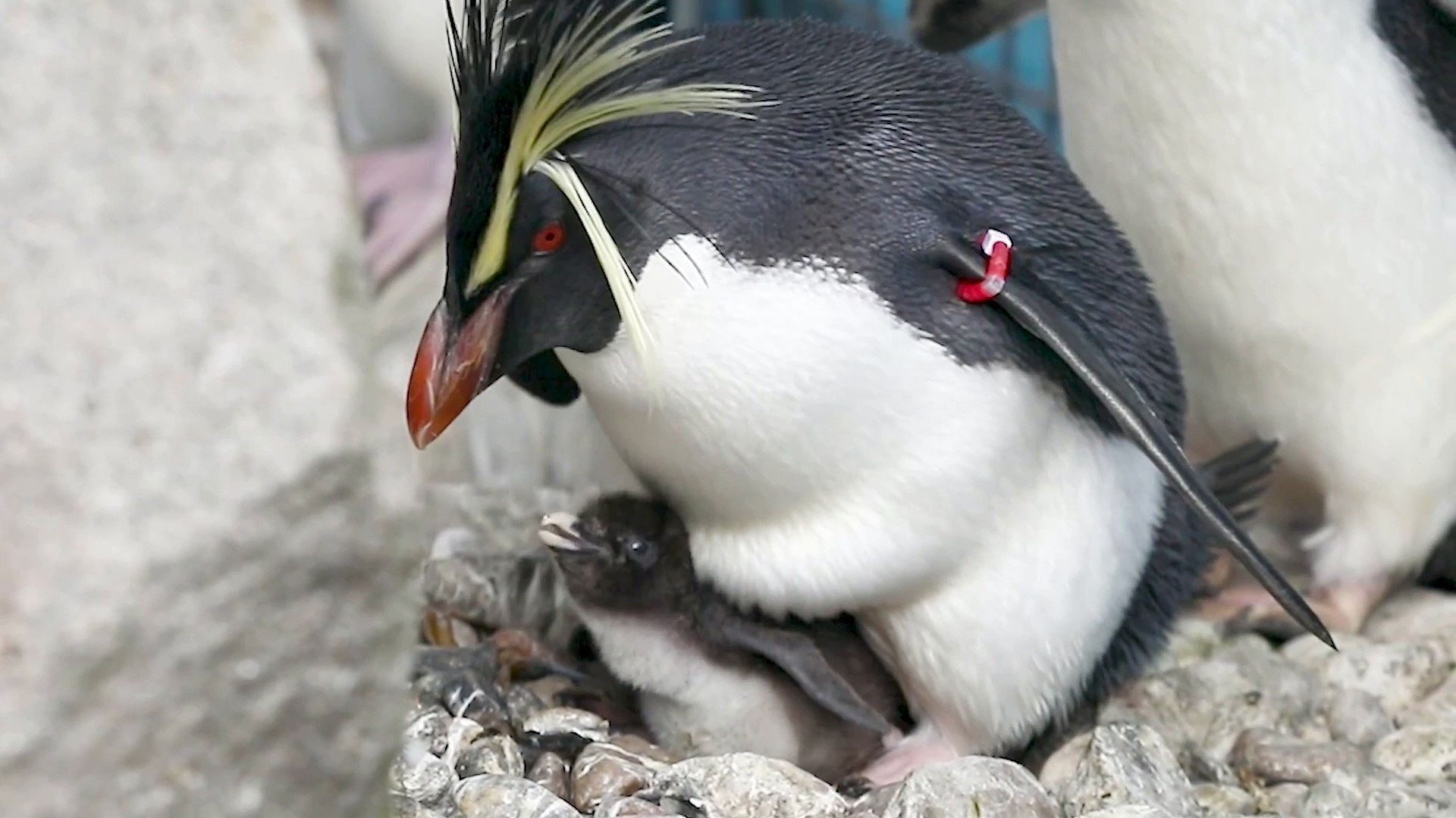 ⁣Penguin chicks settle in at Edinburgh Zoo