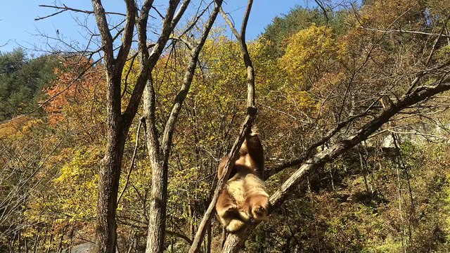 The daily life of pandas 🐼(82) #Panda #Lovely