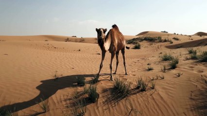 A camel in the desert eating grass
