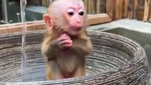 This Happy Baby Monkey Will Brighten Your Day! #Shorts
