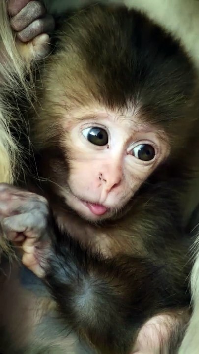 Heartfelt 'I Love You Baby' Moment  Adorable Baby Monkey Affection  #Shorts