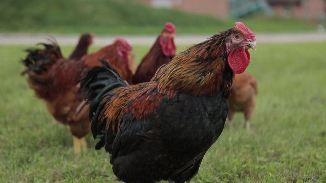 [녹색] 농진청, 국산 토종닭 '우리맛닭' 씨닭 분양 접수 / YTN