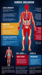 Levels of Organization in the Human Body | Explained in 1 Minute