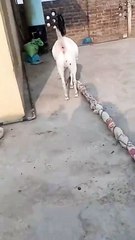 Beautiful White Teddy Goat/A Perfect Blend of Elegance