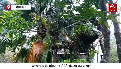 उत्तराखंड के भीमताल में बसा है तितलियों का अनोखा संसार, खास है ये बटरफ्लाई रिसर्च सेंटर