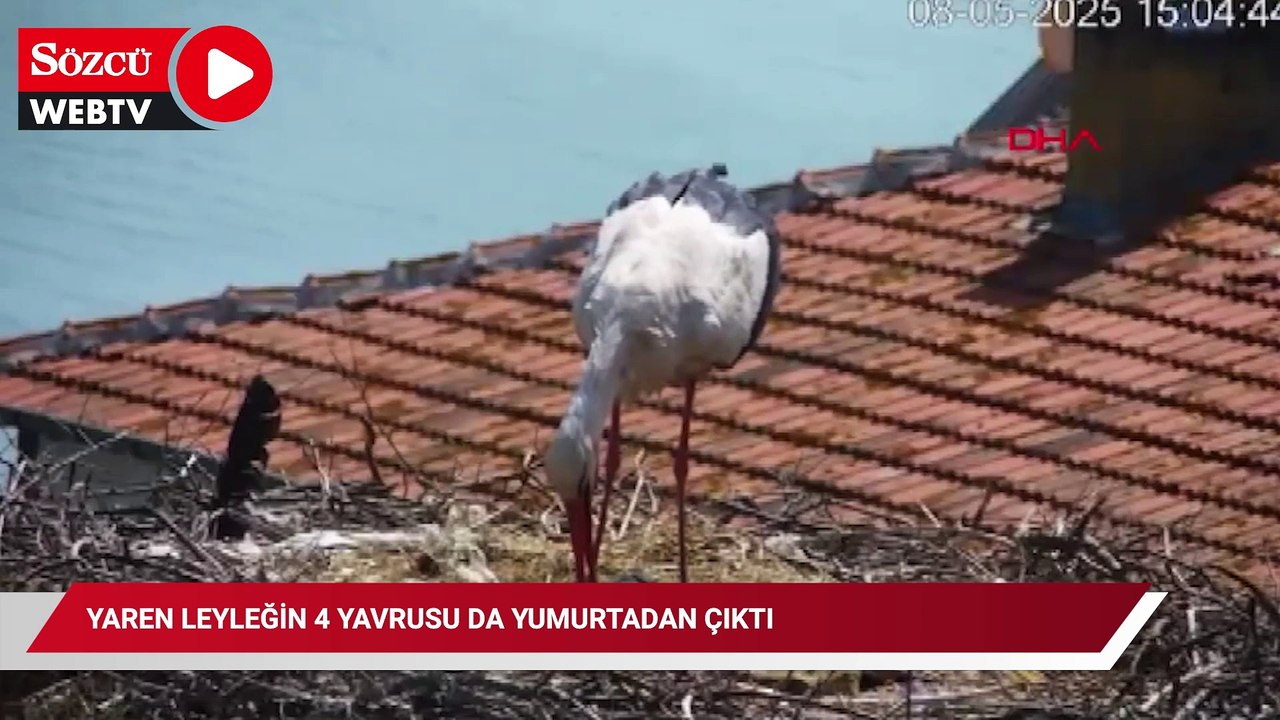 Yaren leyleğin 4 yavrusu da yumurtadan çıktı