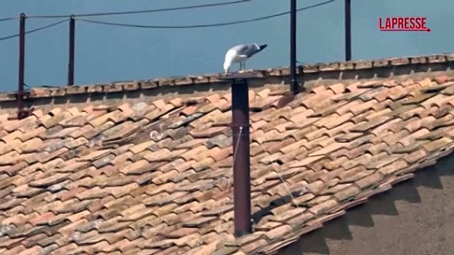 Conclave 2025, il gabbiano sul comignolo della Cappella Sistina