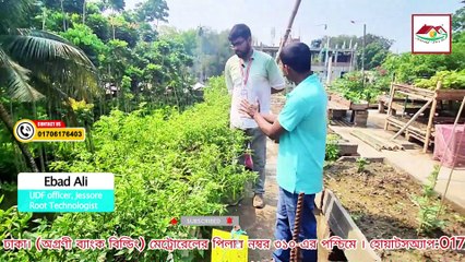 ✅ ছাদবাগানে মরিচ চাষের সহজ পদ্ধতি | Rooftop Chili Farming Tips 🌶️🏡