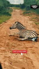 😱 Elle accouche en direct