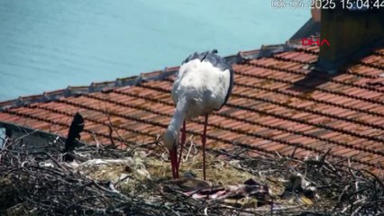 Yaren leylekten müjdeli haber: 4 yavrusu da yumurtadan çıktı