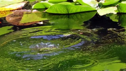 Frogs: Nature’s Tiny Survivors and Silent Alarms