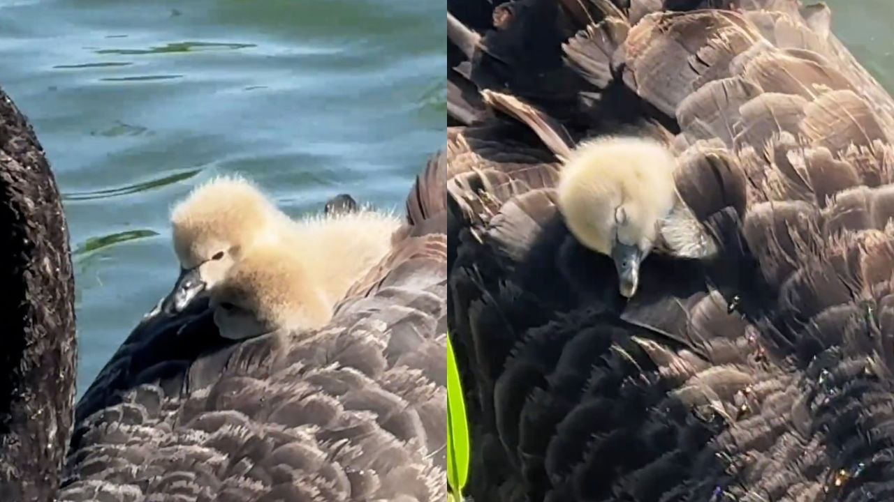 Cygnet naps nestled among feathers on mum’s back