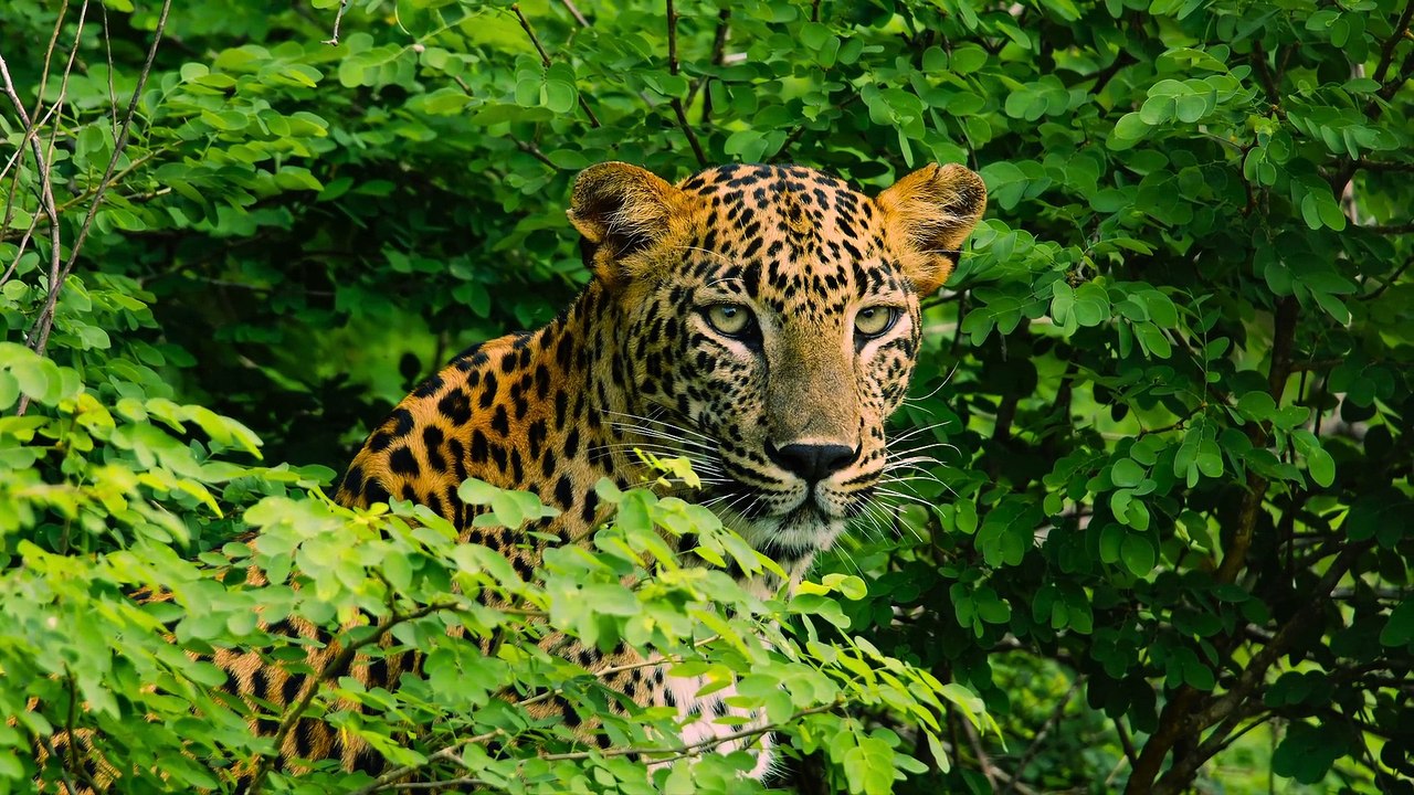 Abandoned Beauty in 4K HDR Dolby Vision | Ultra HD 8K Scenic Relaxation Video (No Copyright)