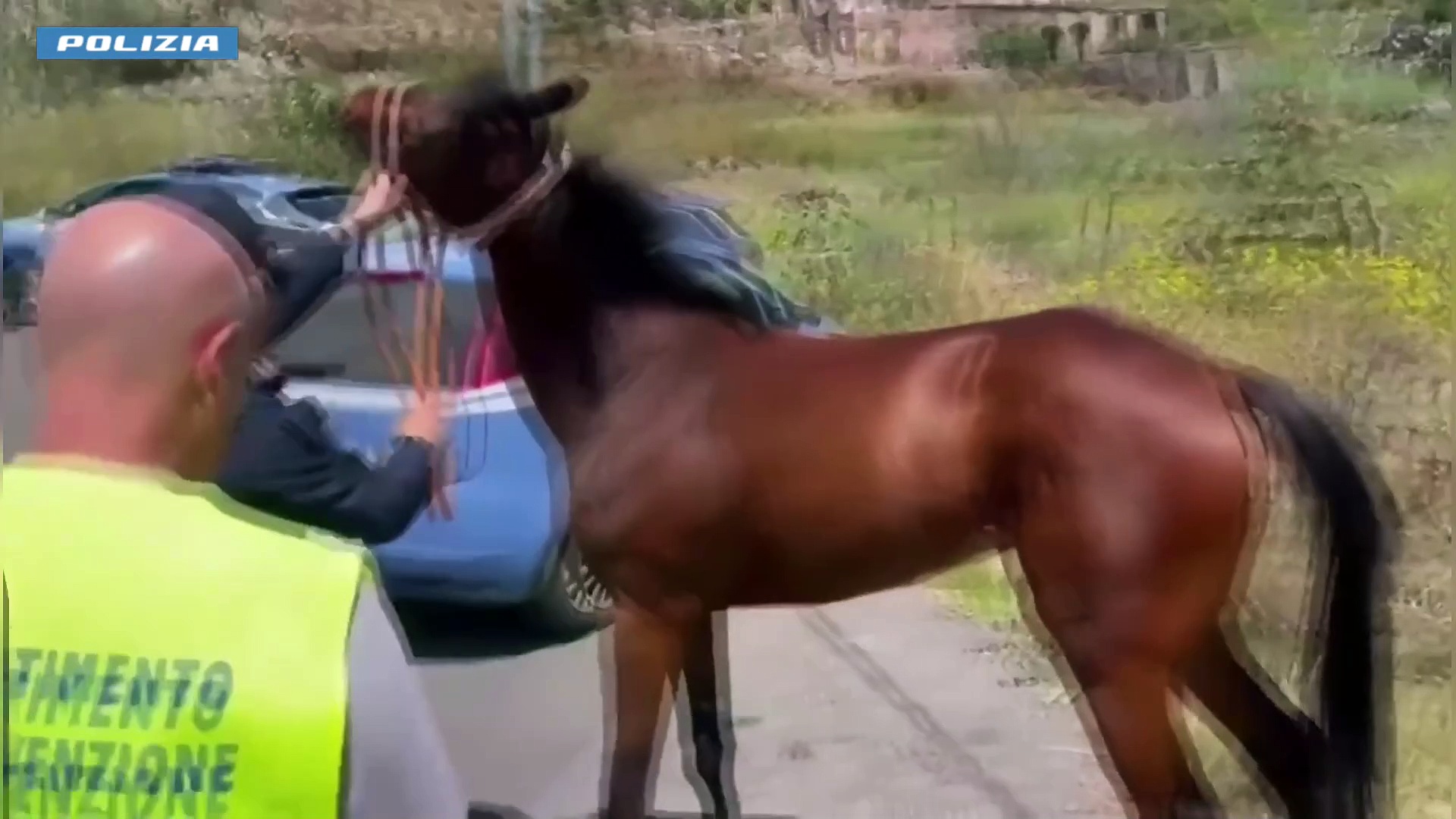Video Catania, Polizia trova e sequestra cavalla con le orecchie mozzate