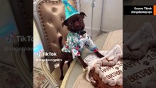 틱톡커, 강아지를 위해 생일 파티 열었지만 아무도 오지 않아… 하지만 인터넷의 반응은 감동적이었다