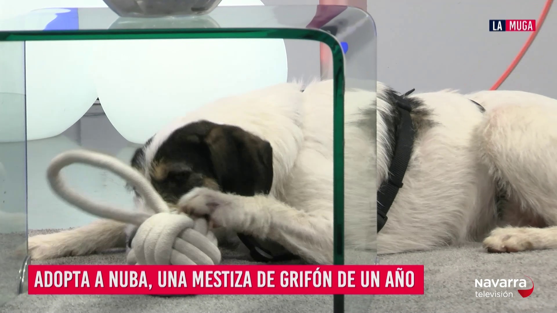Nuba, una perrita Grifón de un año que necesita estar acompañada