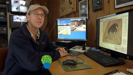 This New Hatch of Condor Chicks Is a Welcome Sign for Zookeepers