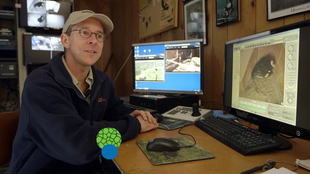This New Hatch of Condor Chicks Is a Welcome Sign for Zookeepers