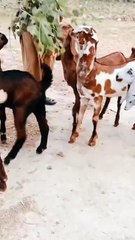 Five Adorable 4-Month/Purebred Goat Kids/Delightful Sight